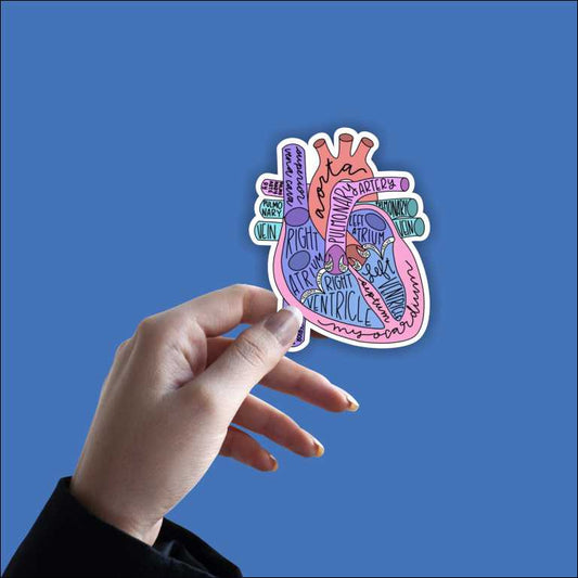 Anatomy Of Heart Sticker