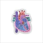 Anatomy Of Heart Sticker